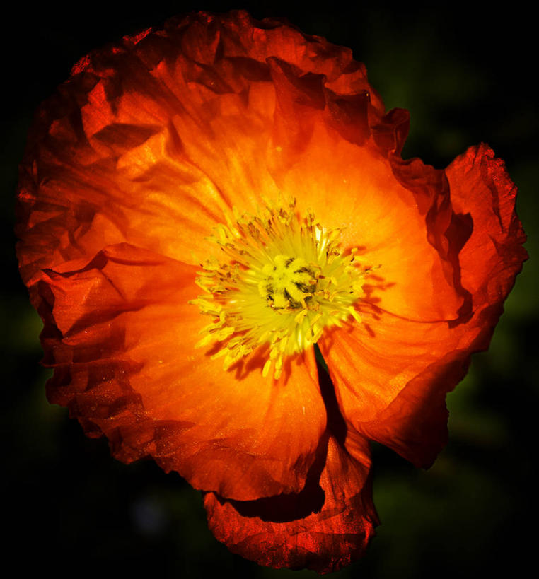 无人,竖图,室外,特写,白天,新西兰,盛开,花蕾,花,花瓣,花朵,鲜花,一朵,花苞,花蕊,橙色,摄影,脆弱,雄蕊,清新,冰岛罂粟,彩图