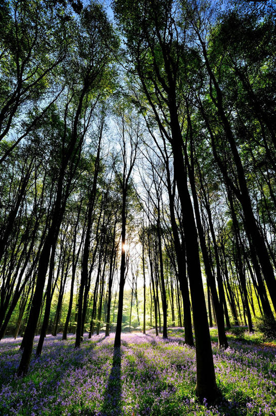 无人,竖图,室外,白天,美景,森林,树林,日光,英国,景观,树,风景,自然,景色,摄影,宁静,自然风光,汉普郡,野风信子,彩图