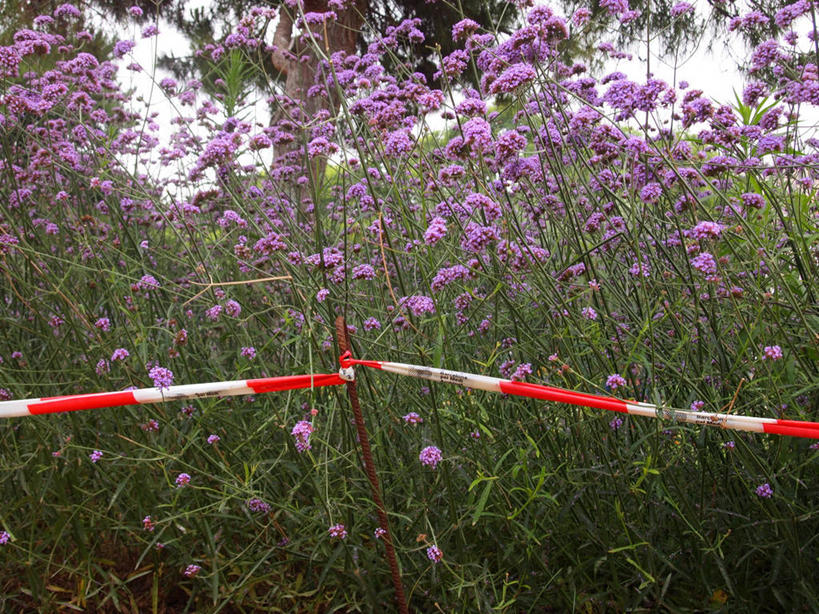 无人,横图,室外,白天,西班牙,巴塞罗那,田地,花,摄影,生长,保护,清新,封锁线,危险,彩图
