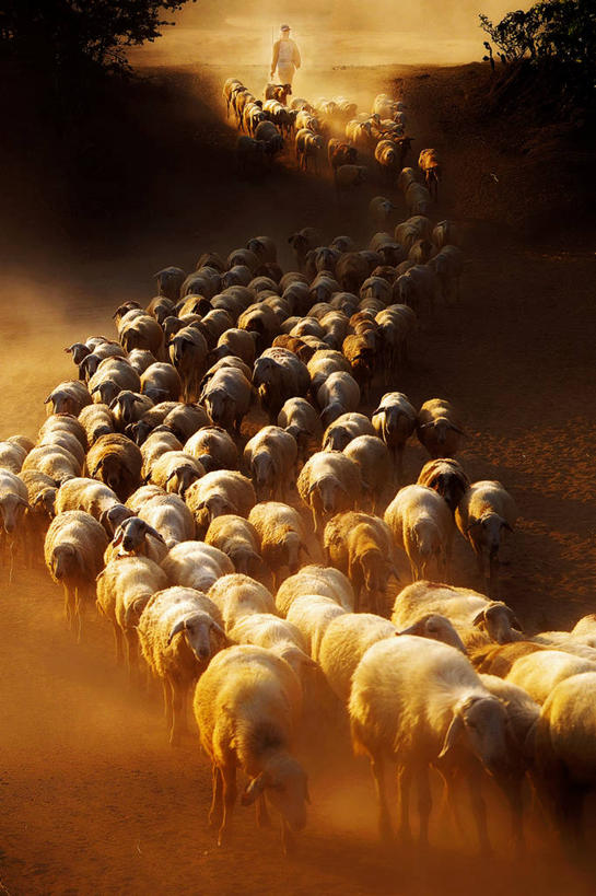 成年人,一个人,竖图,室外,越南,仅一个男性,一群,许多,放牧,羊群,很多,黄昏,家畜,摄影,牲畜,灰尘,牧人,绵羊,步行,彩图