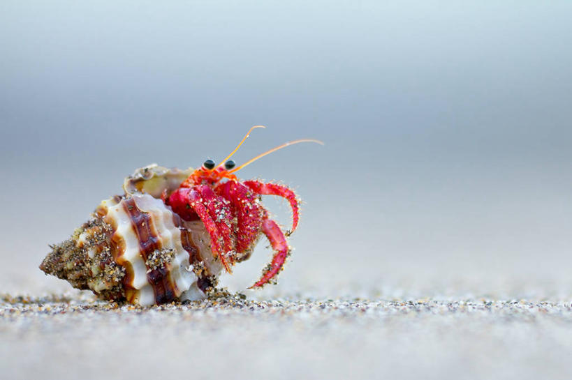 蟹,无人,横图,室外,特写,白天,留白,西班牙,螃蟹,沙子,寄居蟹,红色,摄影,阿尔梅里亚,白住房,干住屋,甲壳动物,海滩,彩图