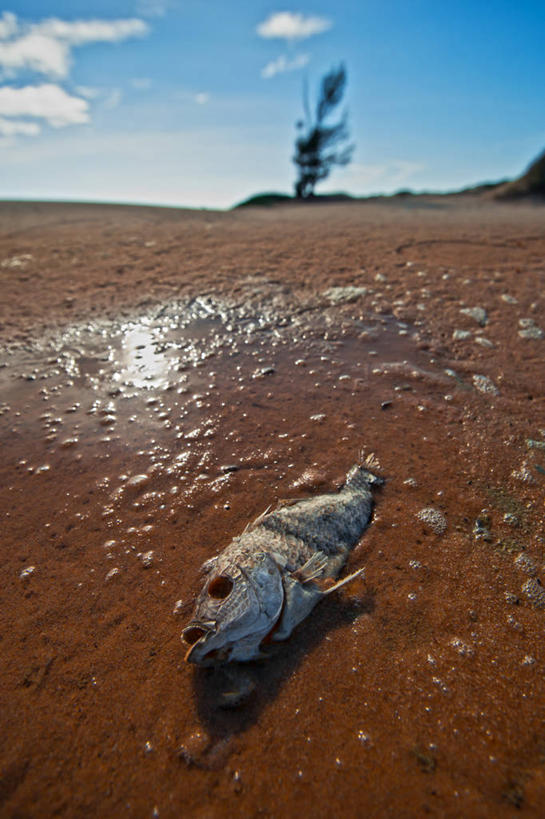 无人,竖图,室外,白天,越南,沙子,云,天气,一个,天空,自然,摄影,单个,死亡,干旱,海滩,彩图