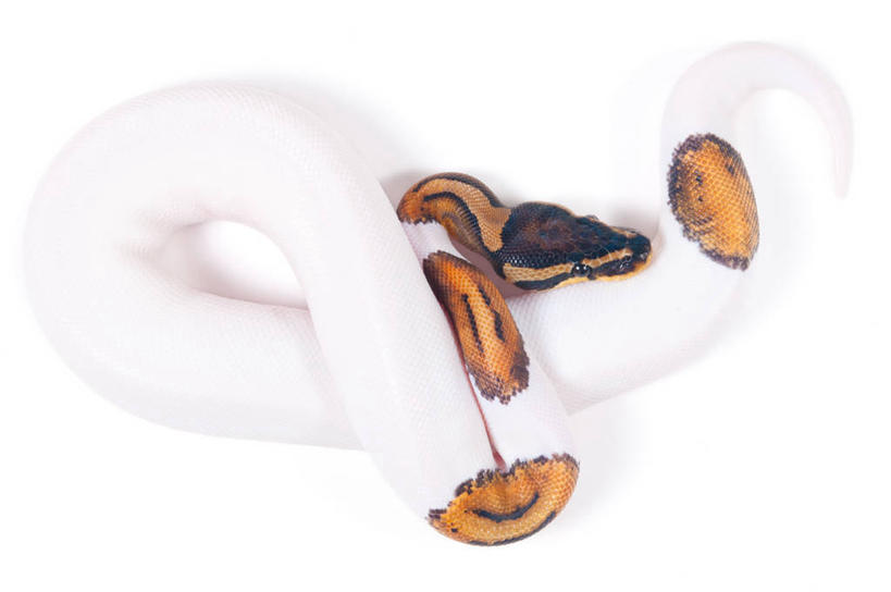 无人,横图,俯视,特写,白色背景,野生动物,挪威,环绕,缠绕,白色,摄影,纠缠,彩图,高角度拍摄,影棚拍摄,卷须