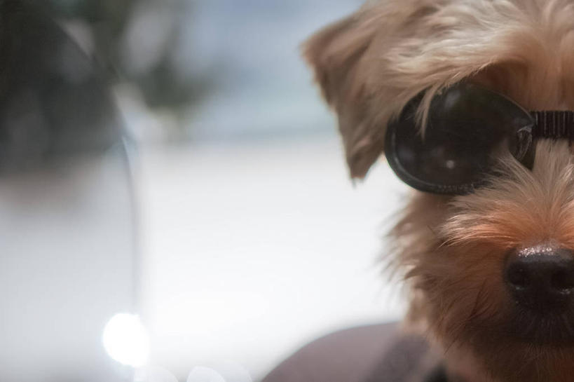 无人,横图,室外,特写,白天,宠物,狗,法国,欧洲,动物,太阳镜,家畜,摄影,部分,西欧,普罗旺斯,法兰西,法兰西共和国,法兰西第五共和国,普罗旺斯.阿尔卑斯.蓝色海岸,普罗旺斯.阿尔卑斯.蓝色海岸大区,彩图,上普罗旺斯阿尔卑斯省