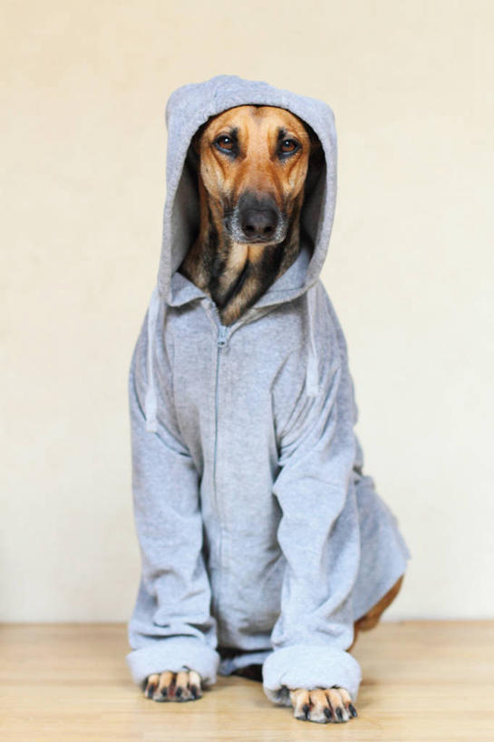 无人,坐,竖图,室内,白天,宠物,狗,德国,服装,休闲装,衣服,灰色,休闲,休闲服,连帽衫,家畜,摄影,服饰,拉链,幽默,肖像,帽衫,彩图