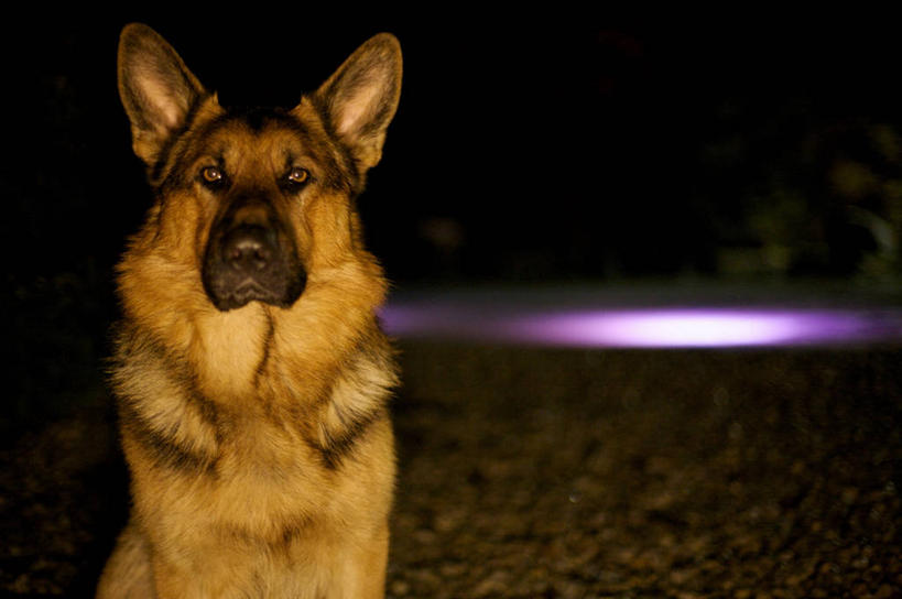 无人,横图,室外,特写,夜晚,正面,宠物,狗,波兰,家畜,摄影,照亮,德国牧羊犬,肖像,彩图,好奇心