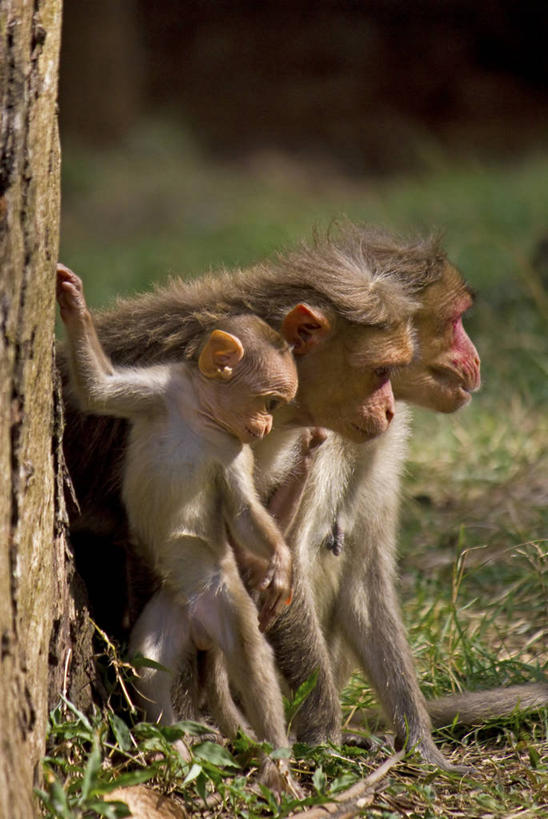 无人,竖图,室外,白天,野生动物,猴子,印度,三只,连接,草,树干,自然,动物,摄影,班加罗尔,彩图