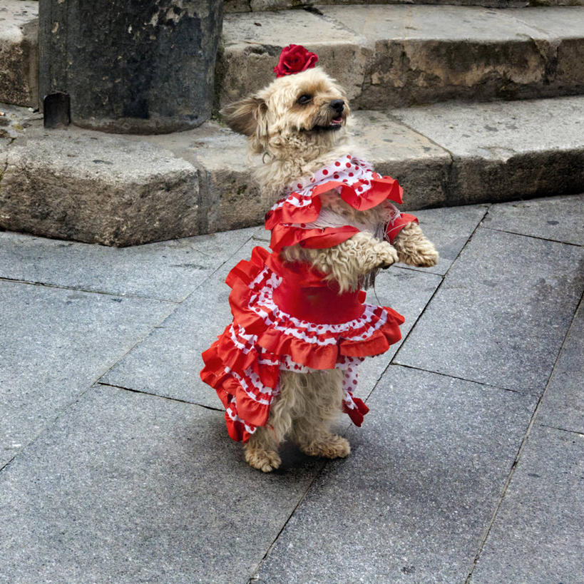 无人,方图,室外,白天,街道,宠物,狗,西班牙,衣服,家畜,摄影,幽默,塞维尔,想法,彩图,舞蹈