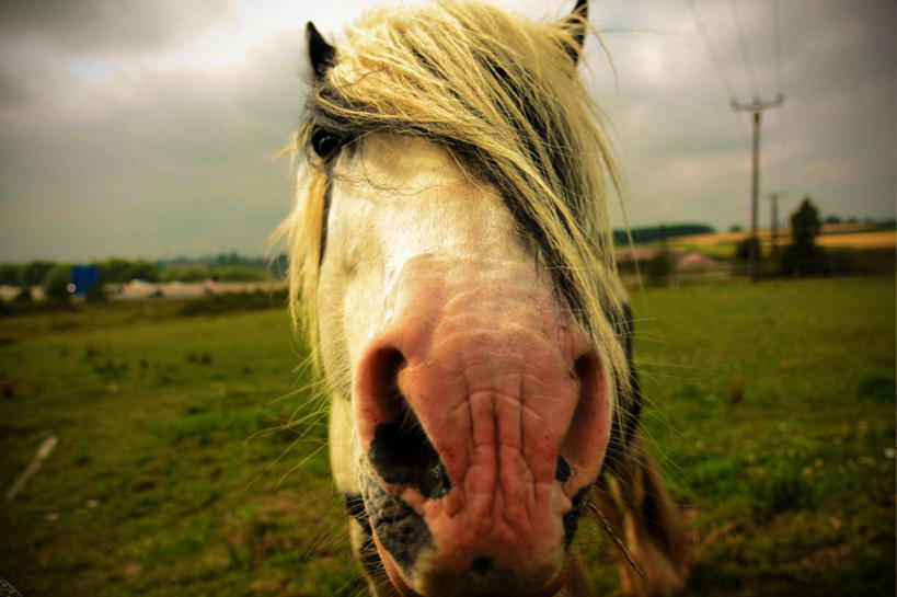 无人,横图,室外,特写,白天,马,英国,田地,动物,家畜,摄影,牲畜,部分,鬃毛,彩图