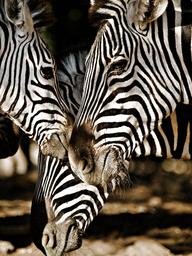 无人,竖图,室外,特写,白天,斑马,野生动物,美国,四只,条纹,白色,摄影,彩图
