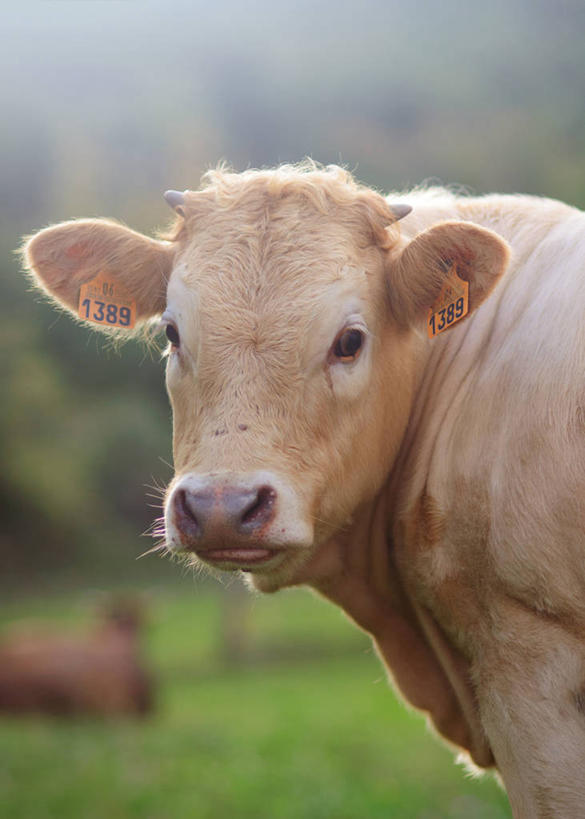 无人,竖图,室外,特写,白天,牛,西班牙,动物,家畜,摄影,牲畜,部分,肖像,母牛,坎塔布利亚,彩图