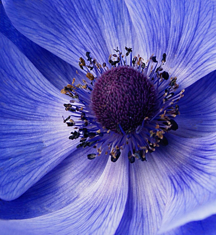 无人,竖图,特写,植物,罂粟,英国,盛开,草药,海鳗,花蕾,苏格兰,中药,花,花瓣,花朵,鲜花,蓝色,花苞,花蕊,摄影,毒品,脆弱,雄蕊,清新,药材,中草药,中药材,本草,止痛,镇静,安眠,罂粟花,米囊花,彩图,蓝罂粟