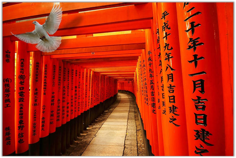 无人,横图,室内,白天,鸽子,野生动物,日本,日本文化,日文,鸟类,鸟居,飞,红色,摄影,宗教,神殿,彩图