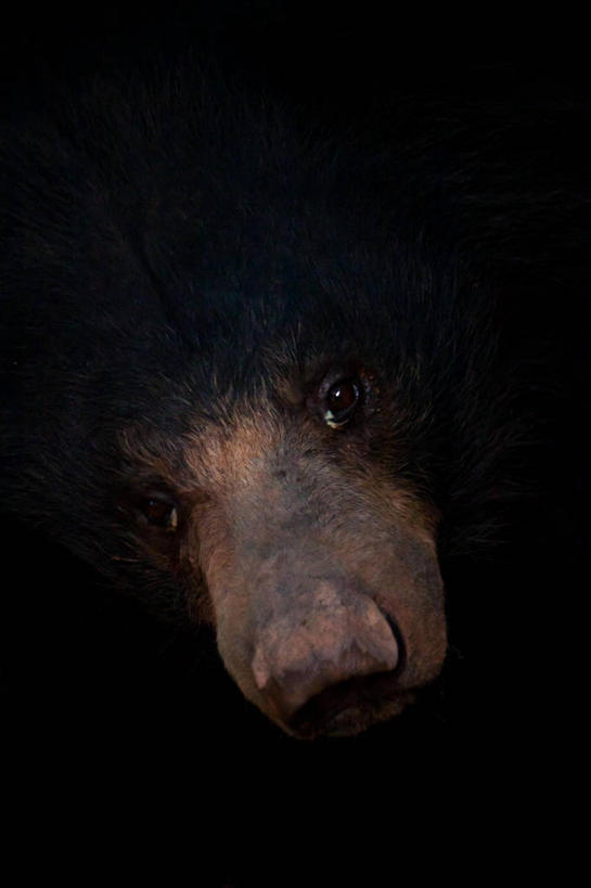 无人,竖图,室外,野生动物,熊,斯里兰卡,摄影,肖像,彩图