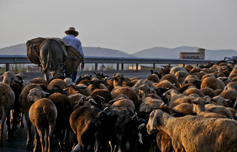 成年人,一个人,横图,室外,白天,西班牙,仅一个男性,一群,许多,羊群,很多,背面,家畜,摄影,牲畜,万里无云,绵羊,步行,彩图