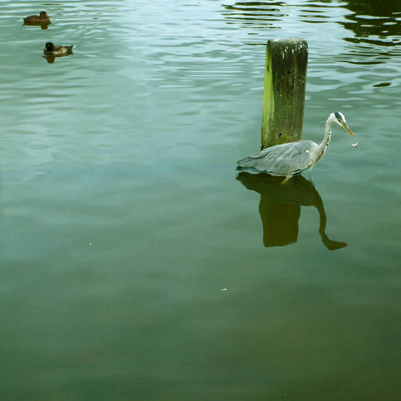 无人,公园,方图,室外,白天,野生动物,英国,欧洲,伦敦,三只,波纹,对称,反射,鸟类,鸭子,池塘,首都,木桩,摄影,西欧,大不列颠,大不列颠及北爱尔兰联合王国,大不列颠及爱尔兰联合王国,雾都,肯辛顿.切尔西区,彩图,大不列颠王国,大英帝国,联合王国,日不落帝国