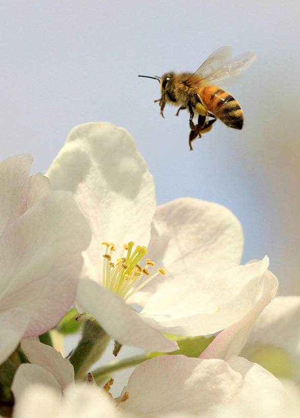 无人,竖图,室外,特写,白天,野生动物,蜜蜂,美国,半空,着陆,飞,盘旋,花,花瓣,白色,自然,摄影,脆弱,雄蕊,清新,苹果花,授粉,华盛顿州,普尔曼,彩图
