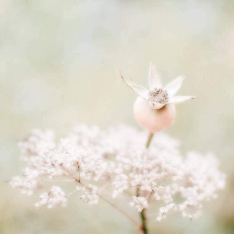 无人,方图,室外,特写,白天,美景,浆果,水果,法国,景观,野花,饮食,花,自然,景色,幻想,摄影,脆弱,普罗旺斯,清新,自然风光,蔷薇果,土伦,彩图