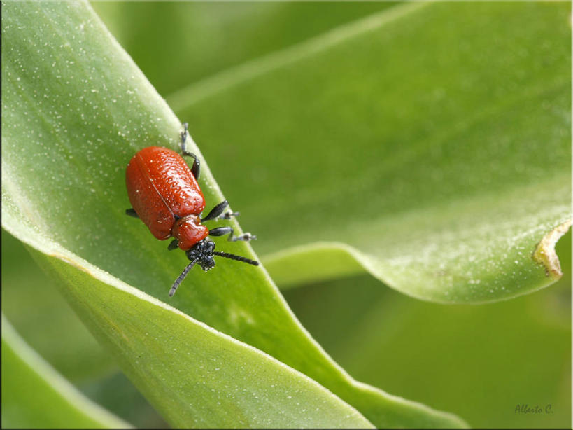 无人,横图,室外,特写,白天,野生动物,叶子,西班牙,昆虫,绿色,爬,摄影,卡斯特利翁省,彩图