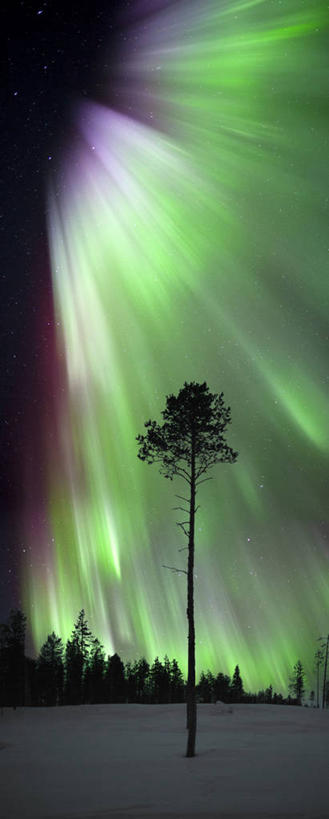 无人,竖图,全景,室外,夜晚,长时间曝光,美景,松树,瑞典,景观,宏伟,树,天空,自然,景色,摄影,照亮,自然风光,基律纳,彩图,独处
