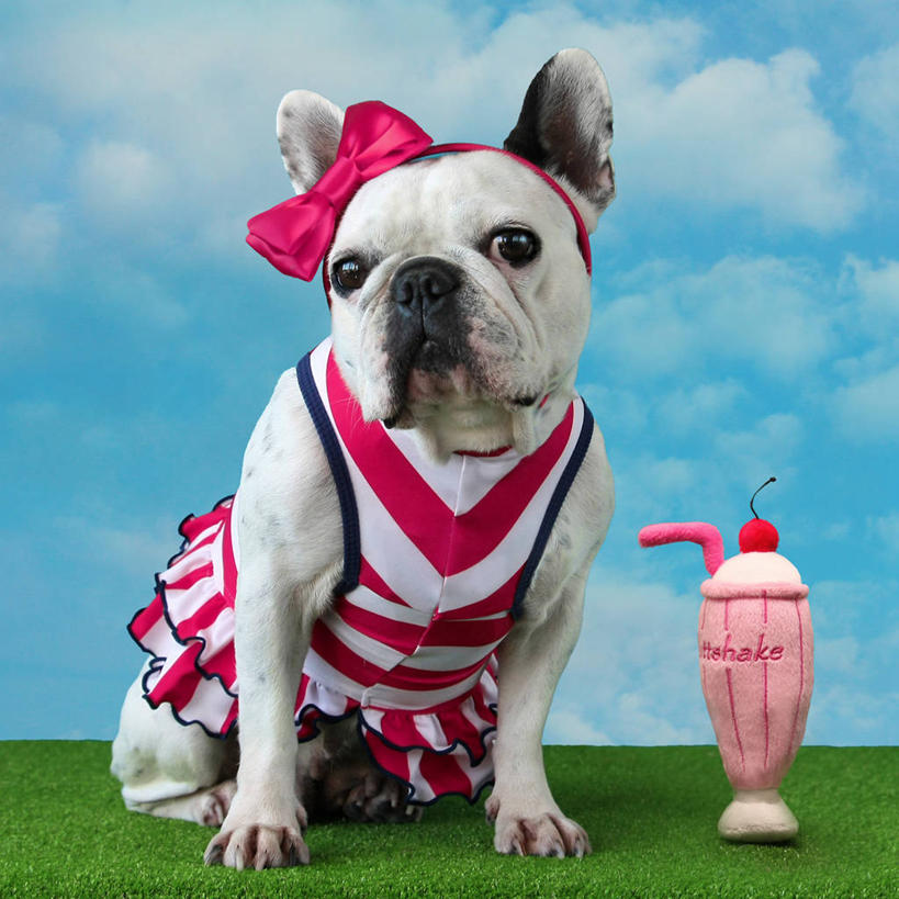 无人,坐,方图,室外,白天,宠物,狗,玩具,西班牙,云,草,天空,蝴蝶结,家畜,摄影,幽默,卡斯特利翁省,彩图,法国斗牛犬