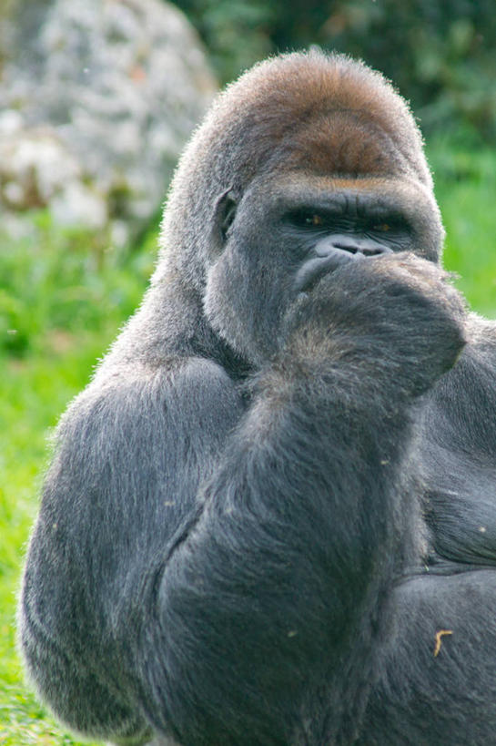 无人,竖图,室外,特写,白天,野生动物,法国,草,摄影,大猩猩,肖像,灵长目,机敏,彩图