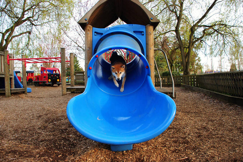 无人,横图,室外,白天,游乐场,宠物,狗,加拿大,树,动物,乐趣,摄影,园林,享乐,大不列颠哥伦比亚,彩图,新威斯敏斯特,郊野公园