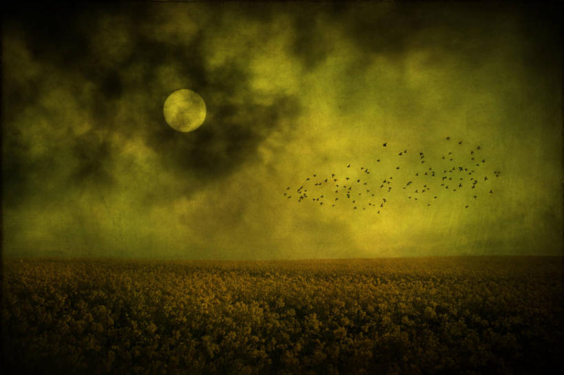 无人,横图,室外,夜晚,神秘,农作物,野生动物,英国,一群,许多,鸟类,地形,田地,月亮,月光,很多,飞,苏格兰,天空,自然,油菜花,摄影,宁静,彩图