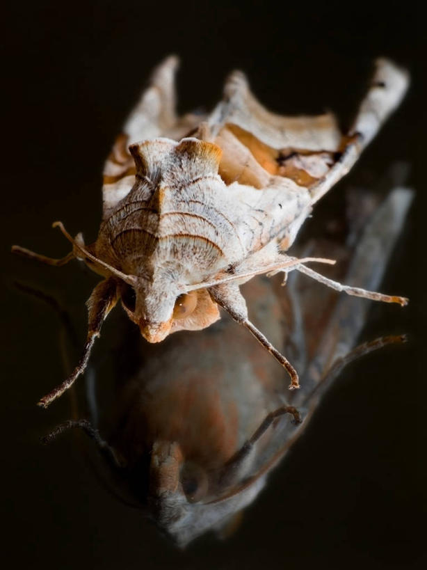 无人,竖图,特写,野生动物,西班牙,黑色背景,反射,昆虫,摄影,蛾,比斯开省,彩图,影棚拍摄