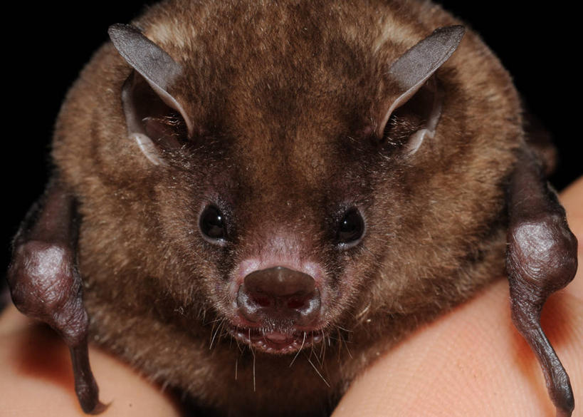无人,横图,室外,特写,蝙蝠,哺乳动物,野生动物,洪都拉斯,黑色背景,拿着,动物,摄影,肖像,彩图