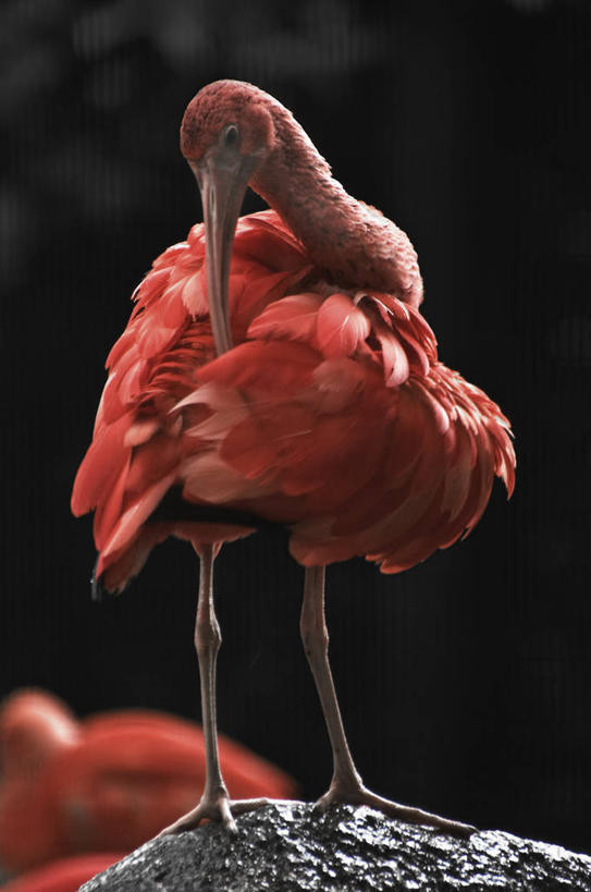 无人,竖图,室外,白天,鸟,野生动物,新加坡,鸟类,红色,动物,摄影,栖息,清理,朱鹭,日本风头鹮,朱鹮,岩石,彩图