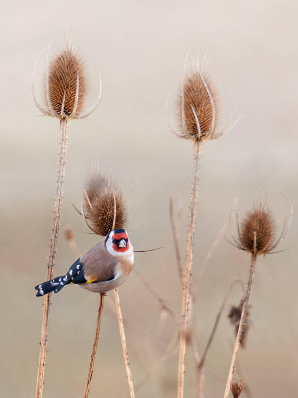无人,竖图,室外,白天,美景,野生动物,西班牙,鸟类,景观,茎,自然,景色,摄影,栖息,自然风光,金翅雀,阿拉瓦省,彩图,多刺疏林