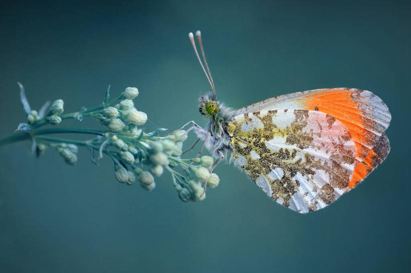 无人,横图,室外,特写,侧面,野生动物,蝴蝶,法国,欧洲,蓝色背景,花,摄影,脆弱,西欧,法兰西,授粉,法兰西共和国,法兰西第五共和国,彩图,罗讷.阿尔卑斯,罗讷.阿尔卑斯大区