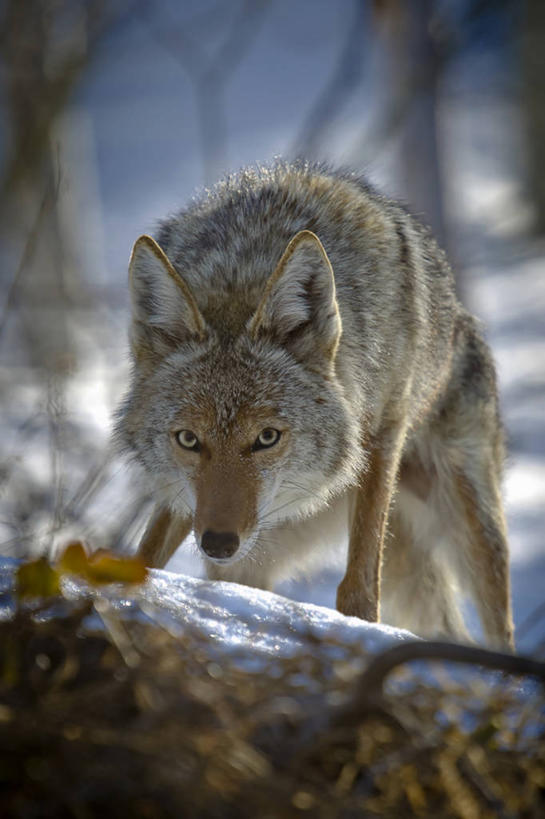 无人,竖图,室外,白天,野生动物,美国,冬天,摄影,丛林狼,机敏,犹他,阿尔塔,彩图