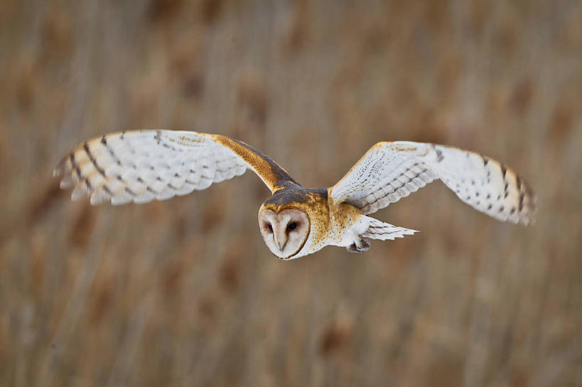 无人,横图,室外,白天,猫头鹰,野生动物,美国,鸟类,飞,摄影,谷仓枭,犹他,彩图