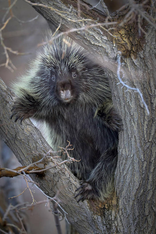 无人,竖图,室外,白天,豪猪,野生动物,美国,树,凝视,摄影,肖像,州立公园,犹他,彩图,好奇心