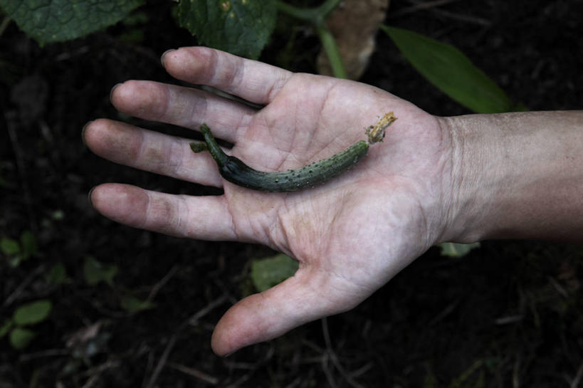 成年人,手,一个人,农民,横图,室外,特写,白天,黄瓜,蔬菜,北海道,日本,仅一个男性,拿着,饮食,人体,摄影,部分,清新,彩图