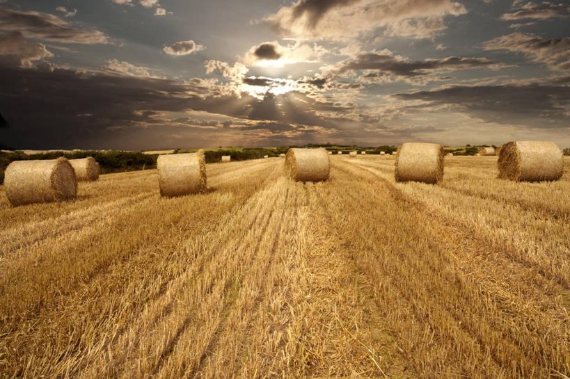 无人,横图,室外,白天,农业,英国,加拿大,地形,云,干草,天空,自然,草垛,卷起,摄影,生长,收获,宁静,北美,北美洲,美洲,北亚美利加洲,亚美利加洲,卑诗省,不列颠哥伦比亚,不列颠哥伦比亚省,干草垛,彩图,卑斯省,罗斯兰