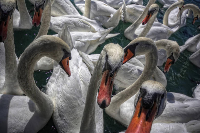 游泳,无人,横图,室外,白天,野生动物,天鹅,瑞士,一群,许多,鸟类,很多,动物,摄影,洛桑,彩图