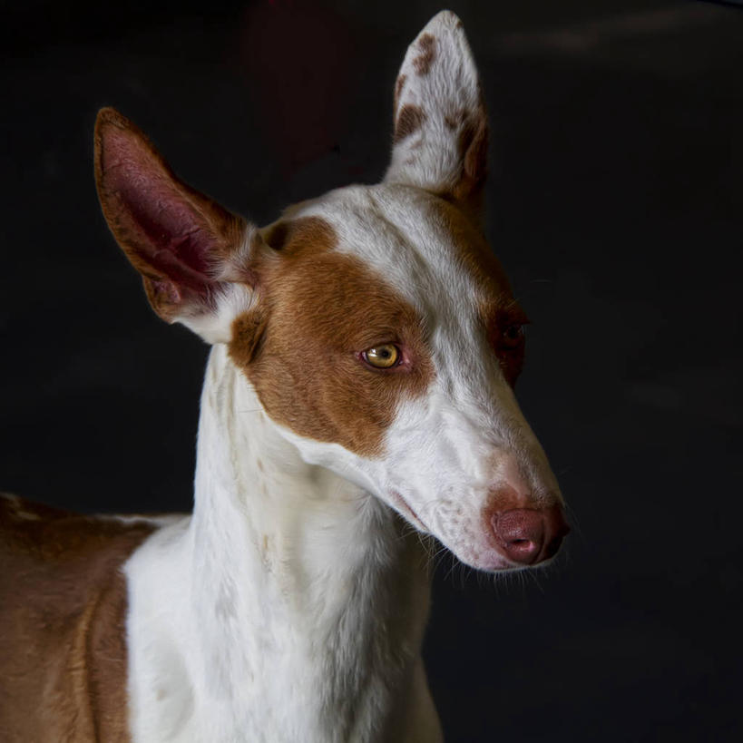 无人,方图,室外,特写,白天,夜晚,宠物,狗,西班牙,欧洲,黑色背景,家畜,摄影,南欧,首府,西班牙王国,瓦伦西亚,巴伦西亚,瓦伦西亚自治区,卡斯特利翁省,彩图,卡斯特利翁.德拉普拉纳,伊维萨猎犬