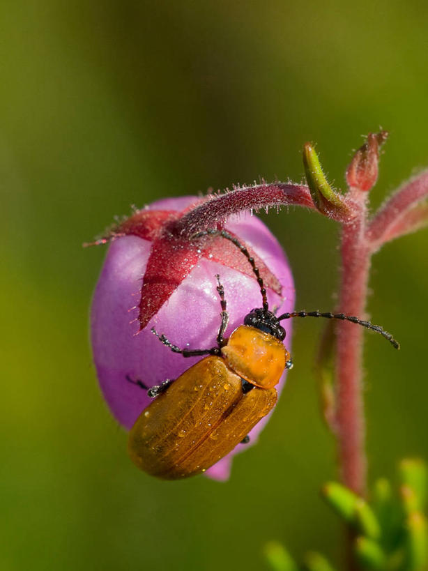 无人,竖图,室外,白天,野生动物,西班牙,昆虫,天牛,茎,无脊椎动物,花,自然,摄影,茧,生长,脆弱,甲虫,节肢动物,布尔戈斯,彩图