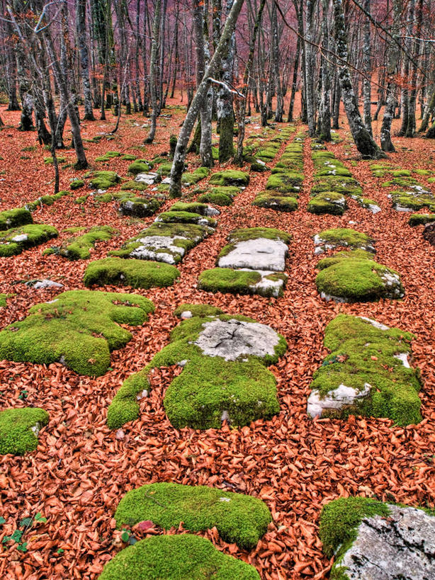 无人,竖图,室外,白天,树林,西班牙,丰富,苔藓,树,树干,自然,摄影,宁静,布尔戈斯,彩图
