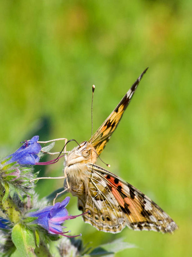 无人,竖图,室外,特写,白天,野生动物,蝴蝶,西班牙,花,自然,蓟,摄影,脆弱,阿拉瓦省,彩图
