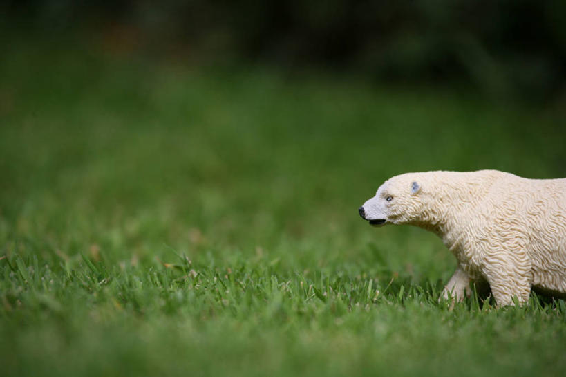 无人,横图,室外,白天,北极熊,玩具,英国,草,白色,自然,摄影,想法,步行,彩图