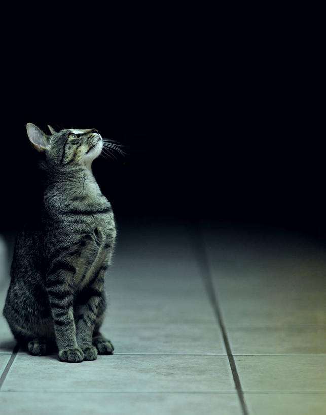 无人,坐,竖图,室内,猫,美国,走廊,向上看,家畜,摄影,肯塔基州,路易斯维尔,彩图,好奇心