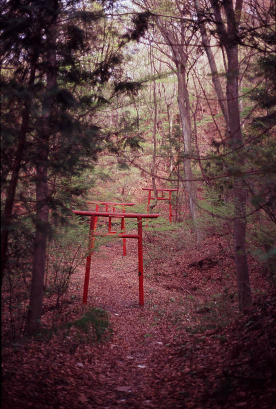 无人,竖图,室外,白天,植物,日本,节日,日本文化,大门,鸟居,小路,文化,树,自然,祈祷,健康,许愿,摄影,宗教,信仰,纪念,神道,宁静,祈求,神殿,宗教建筑,神道教,平安,彩图