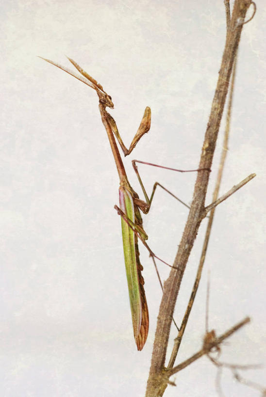 无人,竖图,室外,特写,白天,野生动物,西班牙,昆虫,蚱蜢,摄影,嫩枝,塔拉戈纳省,彩图