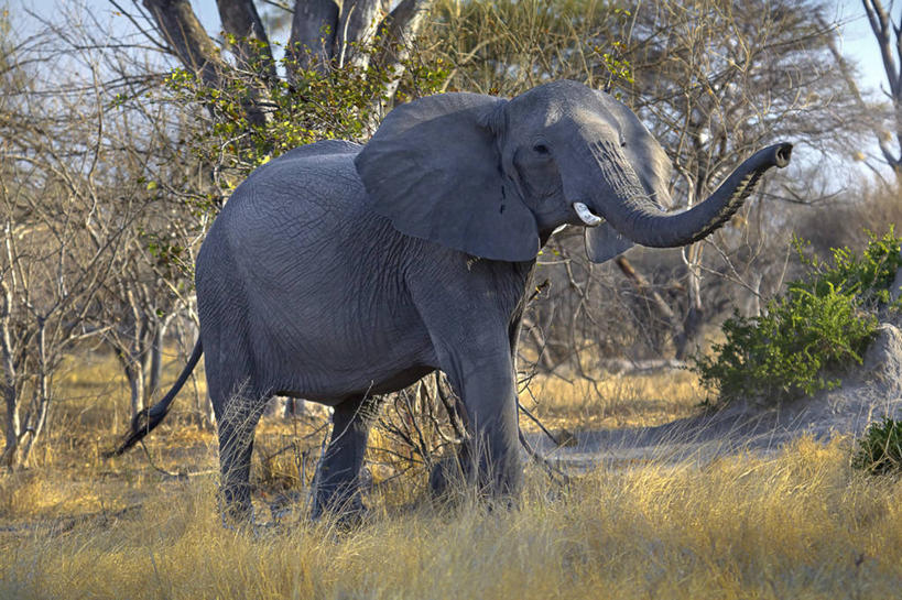 无人,站,横图,室外,白天,野生动物,博茨瓦纳,非洲象,草,自然,摄影,莫瑞米野生动物保护区,彩图