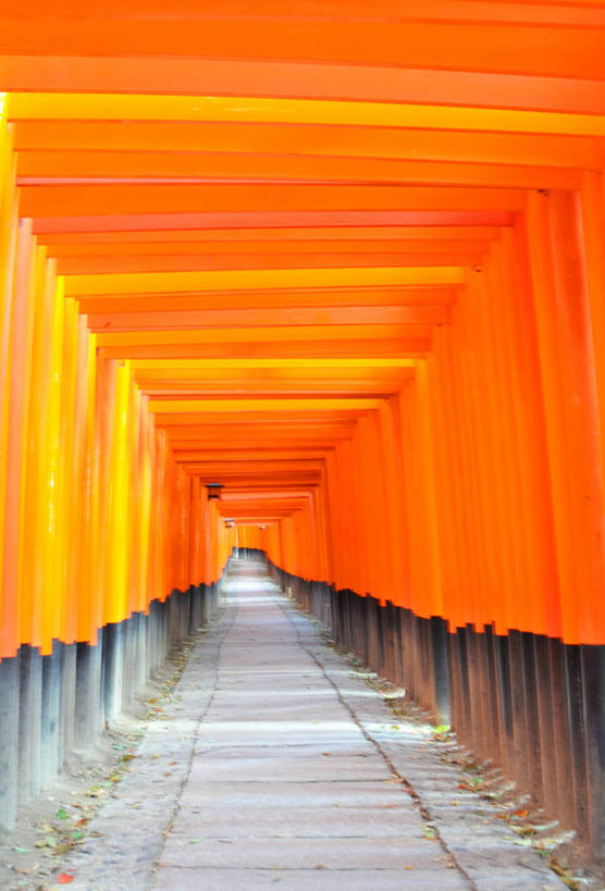 无人,竖图,室内,白天,重复,京都,日本,亚洲,一排,日本文化,整齐,鸟居,排列,橙色,摄影,宗教,佛教,京都府,神殿,队列,东亚,本州,本州岛,日本国,近畿地方,近畿,伏见稻荷大社,伏见区,彩图
