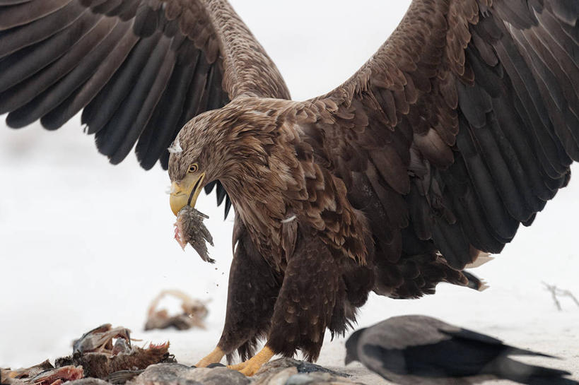无人,吃,横图,室外,白天,野生动物,鹰,鸟类,鱼类,动物,两只,摄影,海鹰,喂养,匈牙利共和国,白尾鹰,海产,彩图